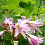 10 bulbosas con flores XXL