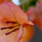 Cultivar buganvilla en macetas