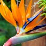 Cultivar Strelitzia en maceta