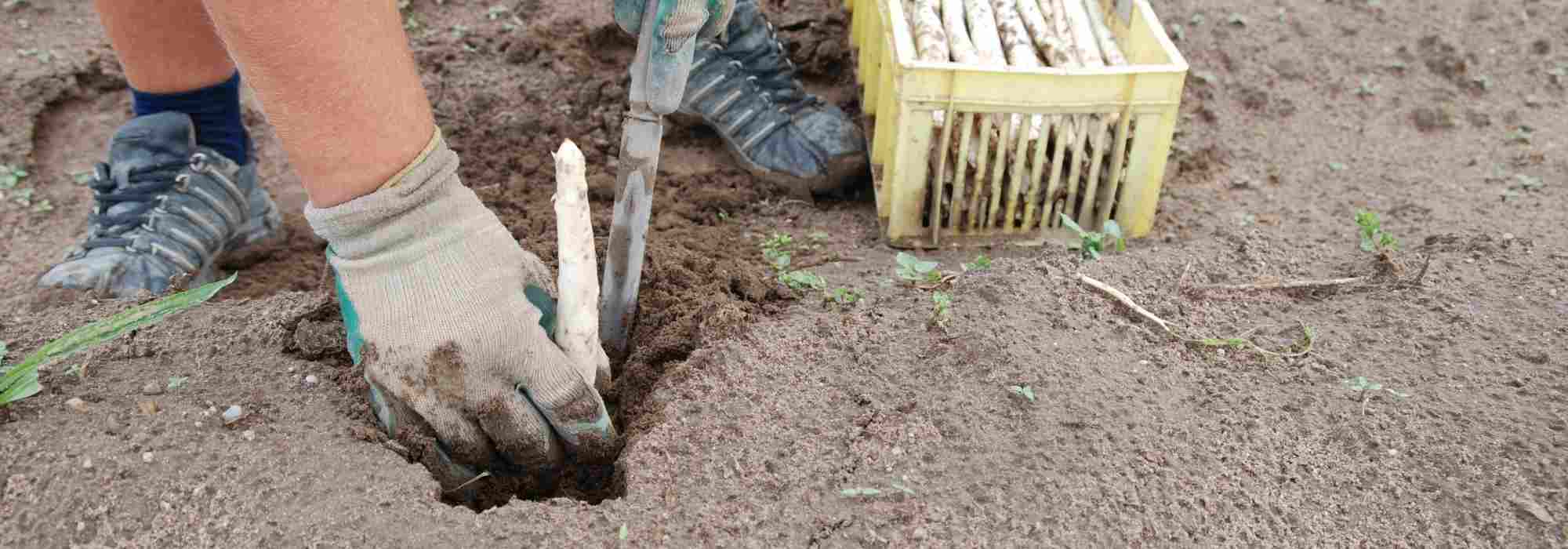 ¿Para qué sirve una gubia para espárragos blancos?