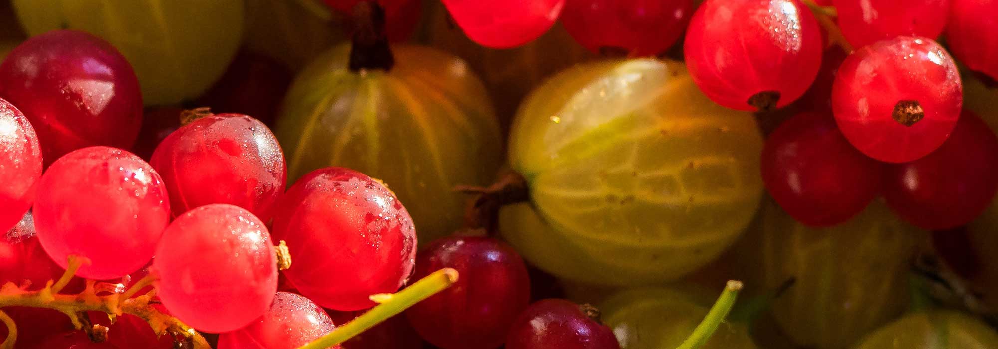 Cómo elegir bien tu grosellero: guía de compra