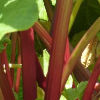 ¿Cómo hacer purín de ruibarbo?