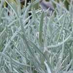 ¿Cómo podar la siempreviva?