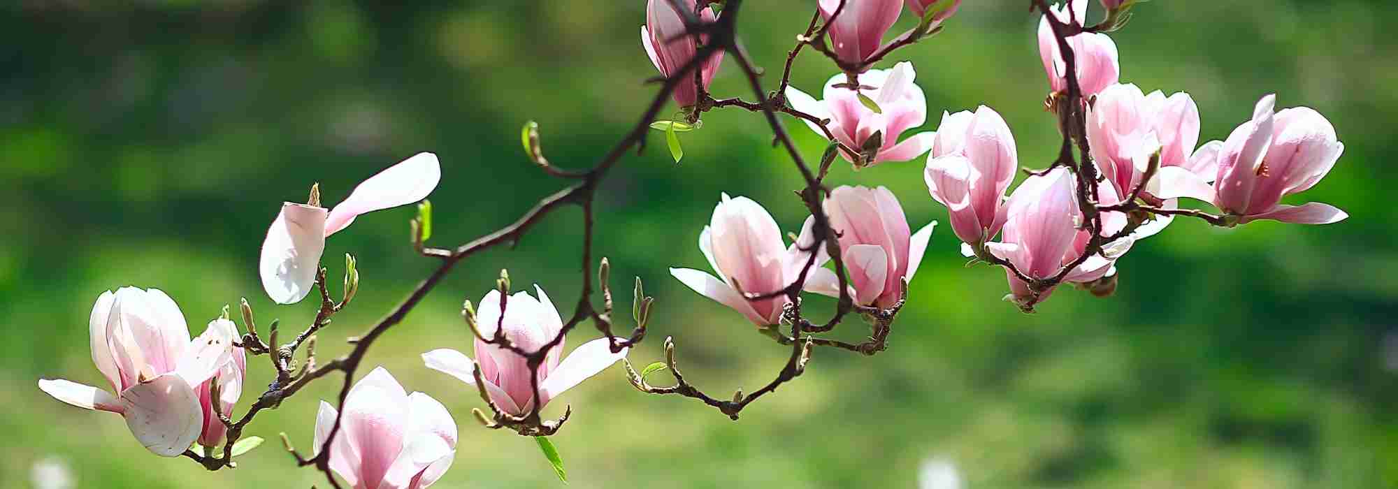 Magnolias: 7 ideas para combinarlas