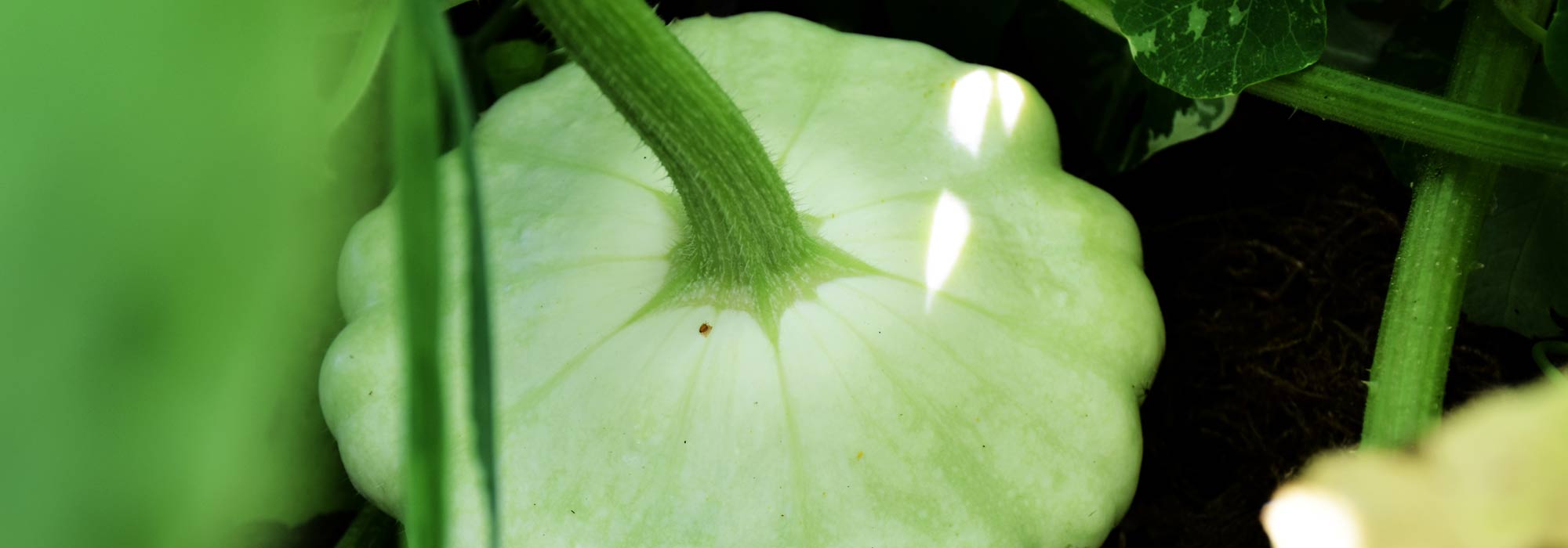 Calabaza bonetera: siembra, cultivo, cosecha