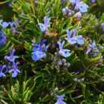 ¿Qué se puede plantar en una terraza orientada al sur?