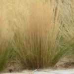 7 ideas para combinar las Stipas