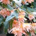 6 anuales o bienales para sombra