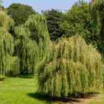 Árboles de porte llorón