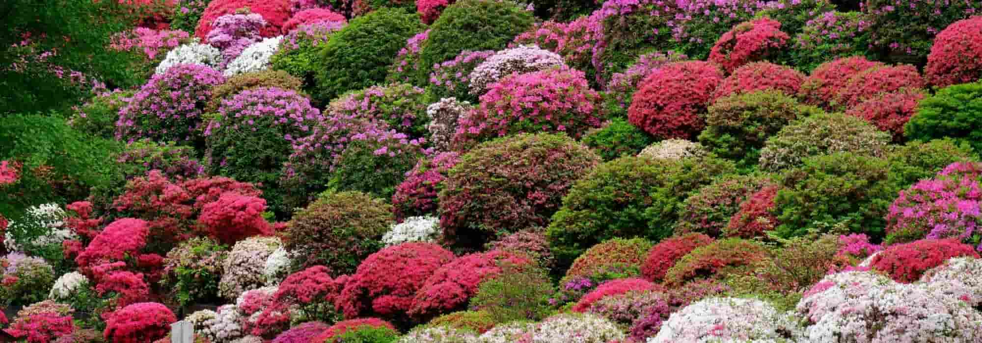 Azaleas japonesas: las mejores variedades