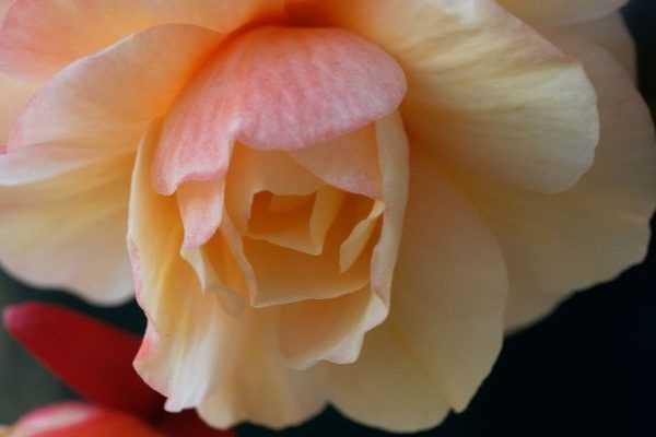 ¿Cómo hacer esquejes de begonia tuberosas?