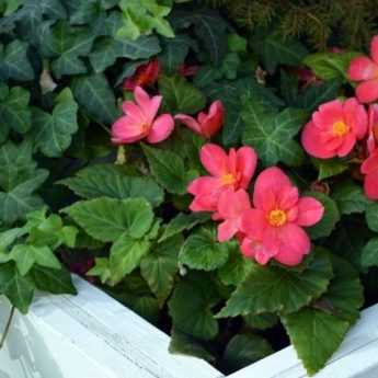 ¿Cómo forzar un begonia tuberosa?