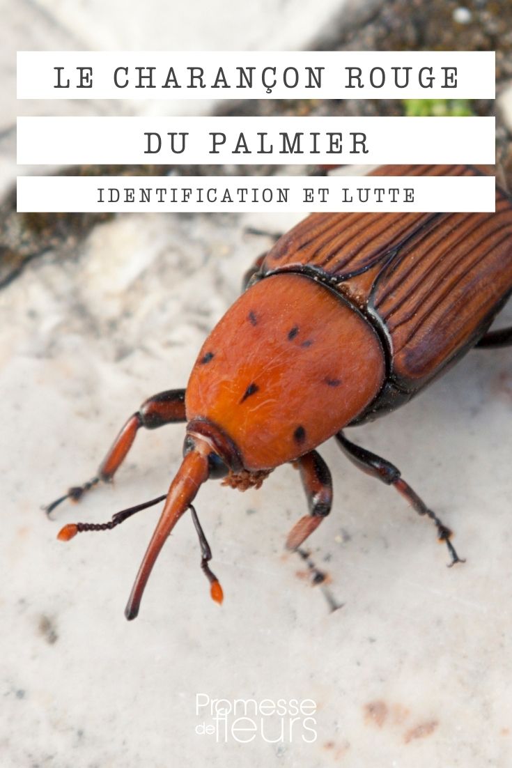 gorgojo rojo de la palmera
