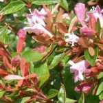 ¿Cómo elegir una abelia?