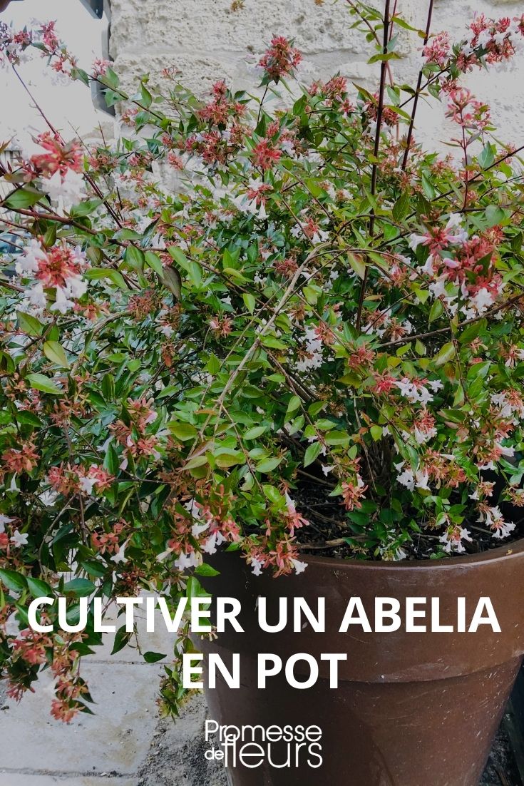 abelia en maceta