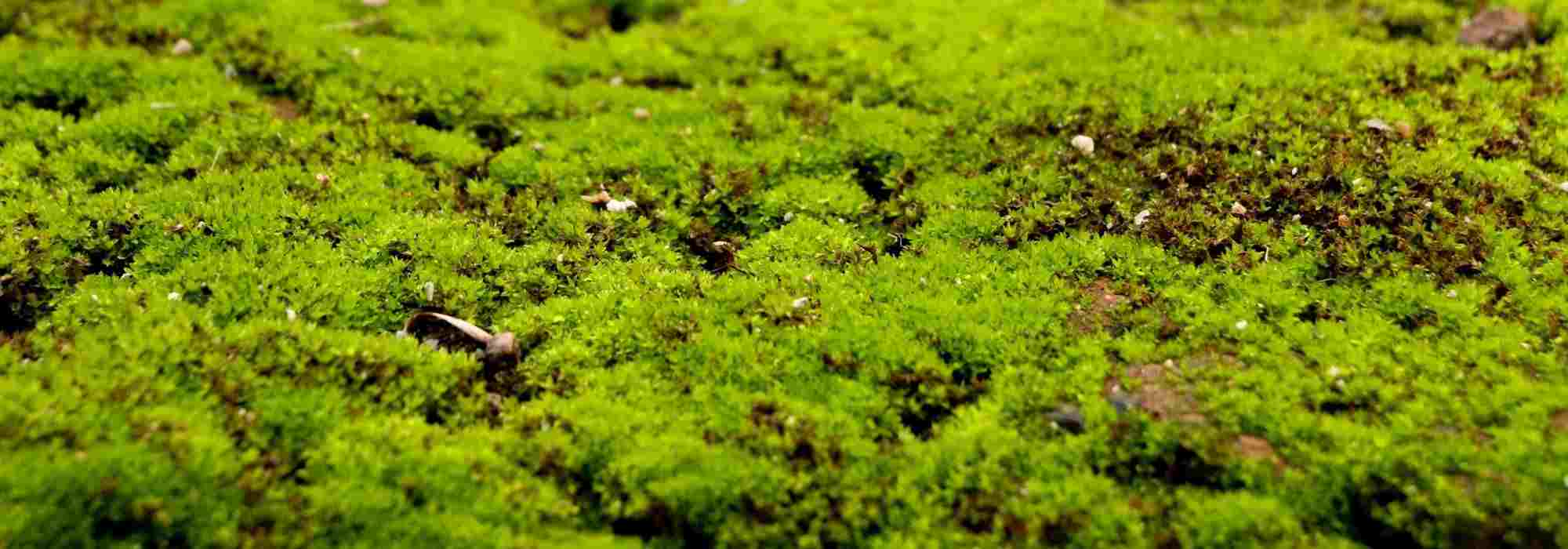 ¿Cómo eliminar el musgo del césped?