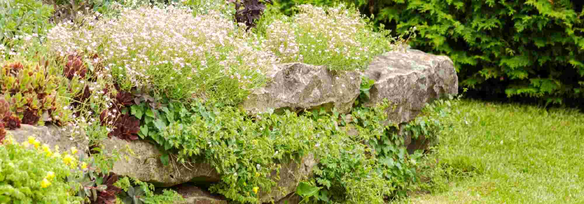 ¿Cómo plantar flores en un murete?