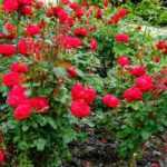 ¿Para qué sirve una horca para rosales?