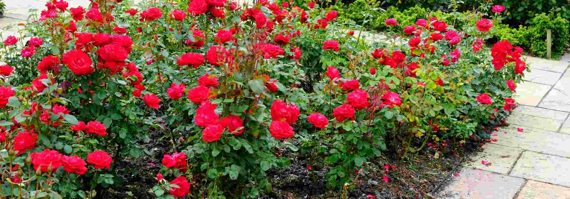 ¿Para qué sirve una horca para rosales?