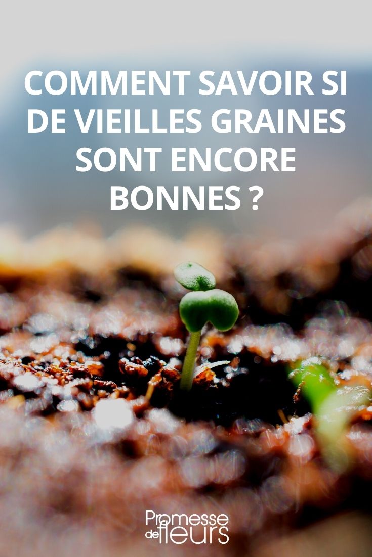 ¿Cómo saber si las semillas viejas todavía son buenas?