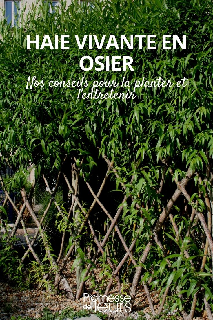 crear un seto vivo con mimbre