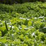 8 hortalizas que crecen rápido