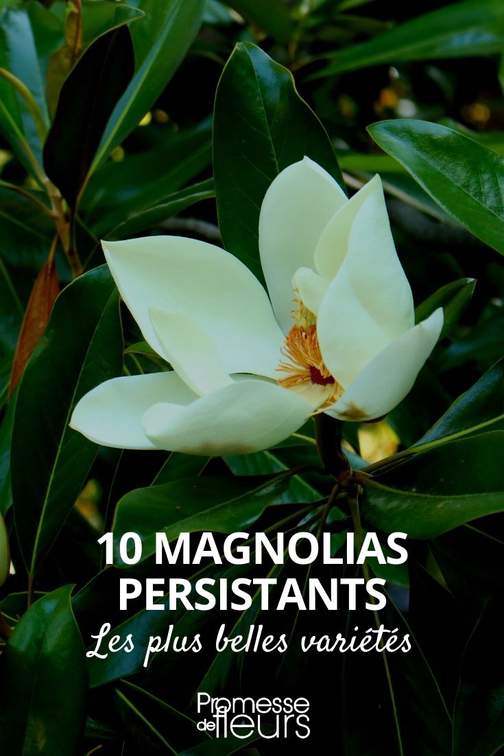 Magnolia grandiflora