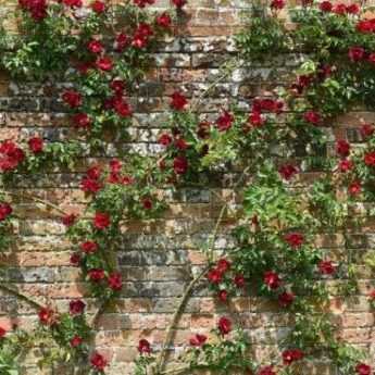 ¿Cómo sujetar un rosal trepador?