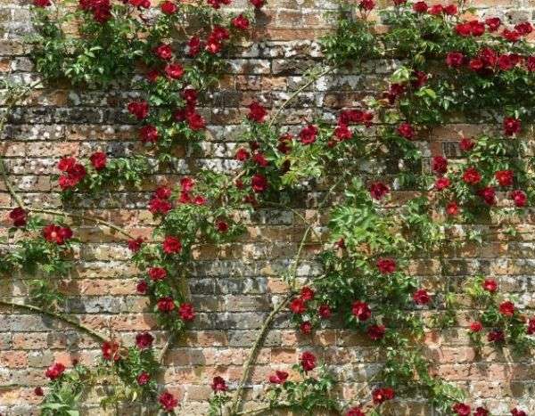 ¿Cómo sujetar un rosal trepador?