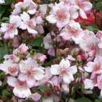 Los rosales Meilland más bellos