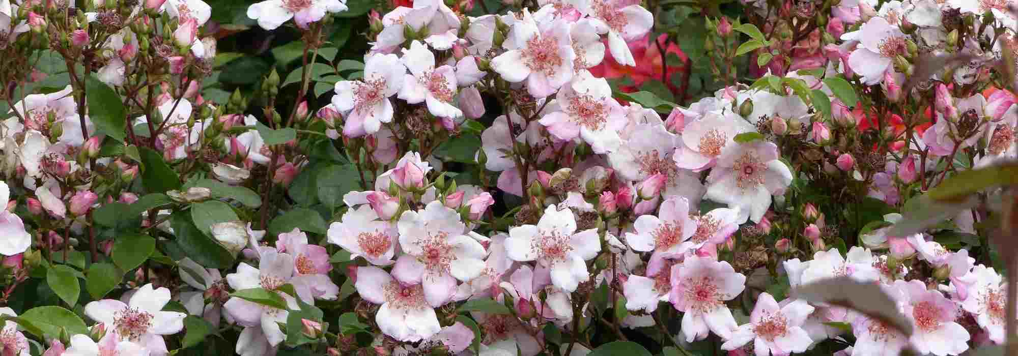 Los rosales Meilland más bellos