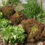 15 ensaladas para el verano