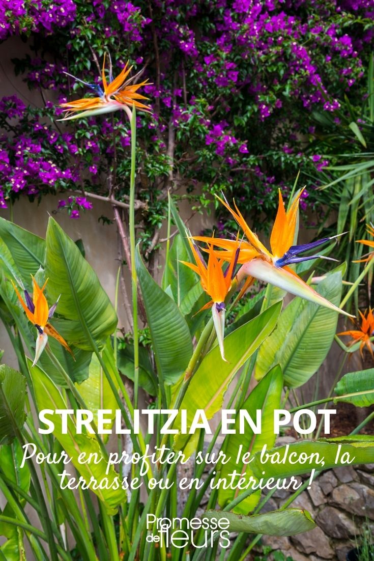 Strelitzia en maceta