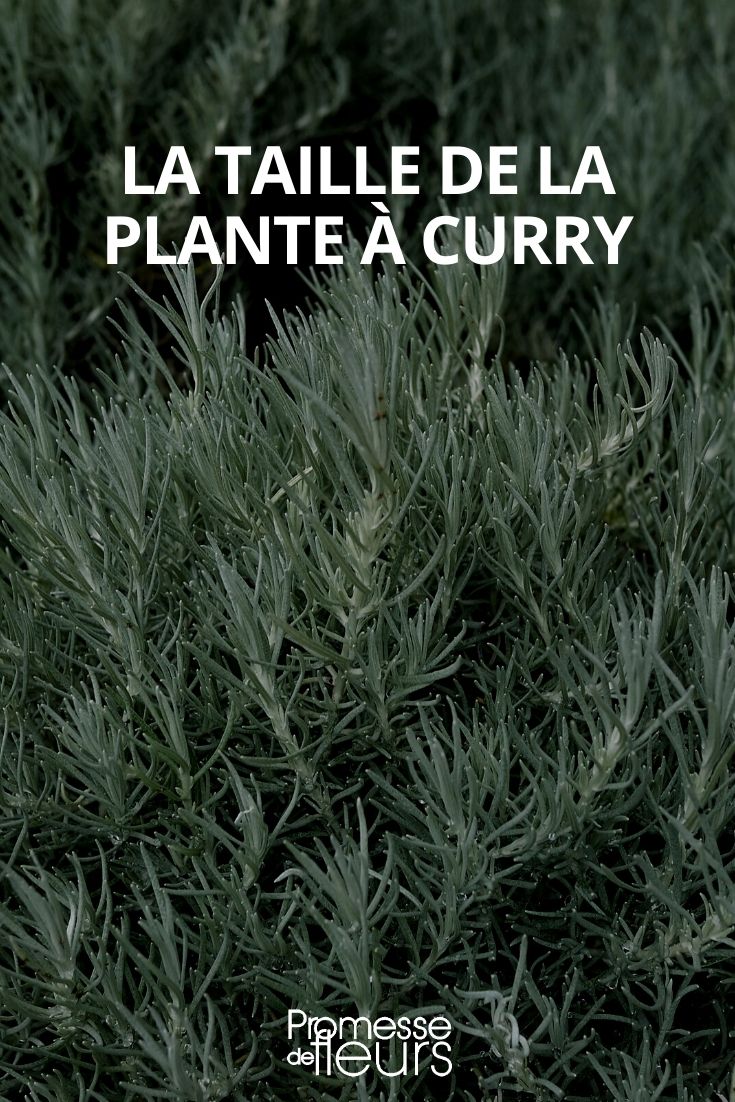 tamaño de la planta de curry