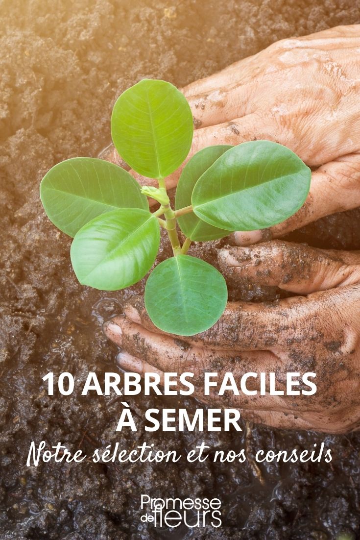 10 árboles fáciles de sembrar