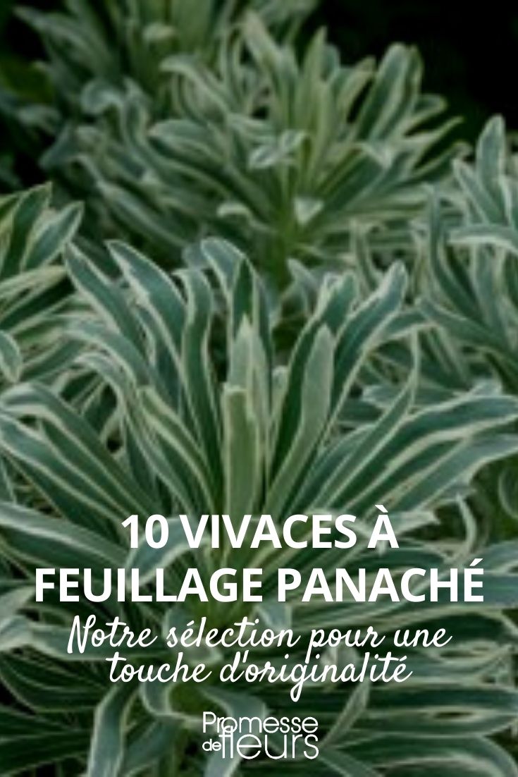 vivaces de follaje variegado