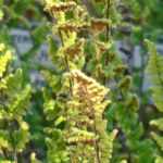 Cheilanthes: plantar, cultivar y cuidar