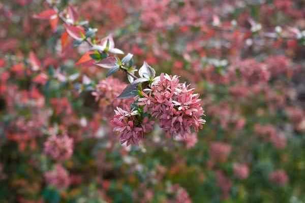 ¿Cómo hacer un esqueje de abelia?