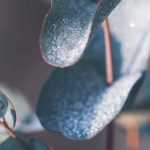 Eucalipto: ¿cómo protegerlo del frío en invierno?