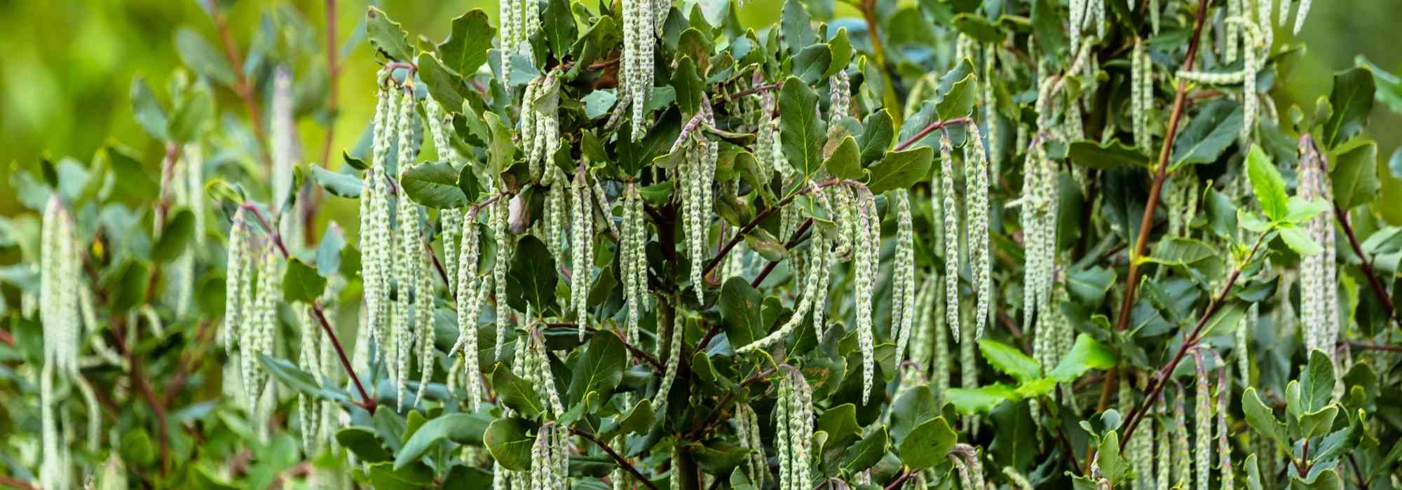 Garrya elliptica: plantar, cuidar