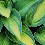 Elegir hostas