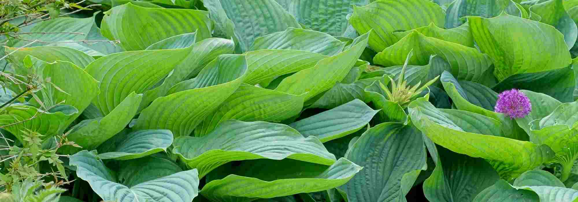 4 hostas gigantes: ¡las variedades más espectaculares!