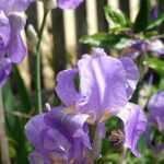 Iris germanica: ¡6 ideas de combinaciones acertadas!