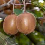 Kiwi macho y kiwi hembra: ¿cómo distinguirlos?