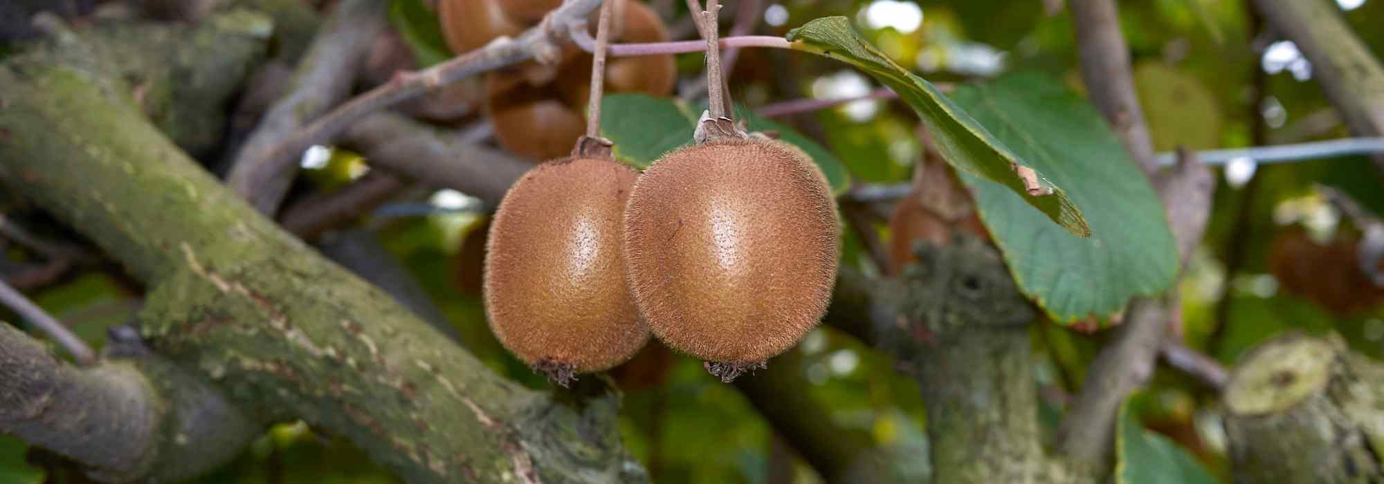 Kiwi macho y kiwi hembra: ¿cómo distinguirlos?