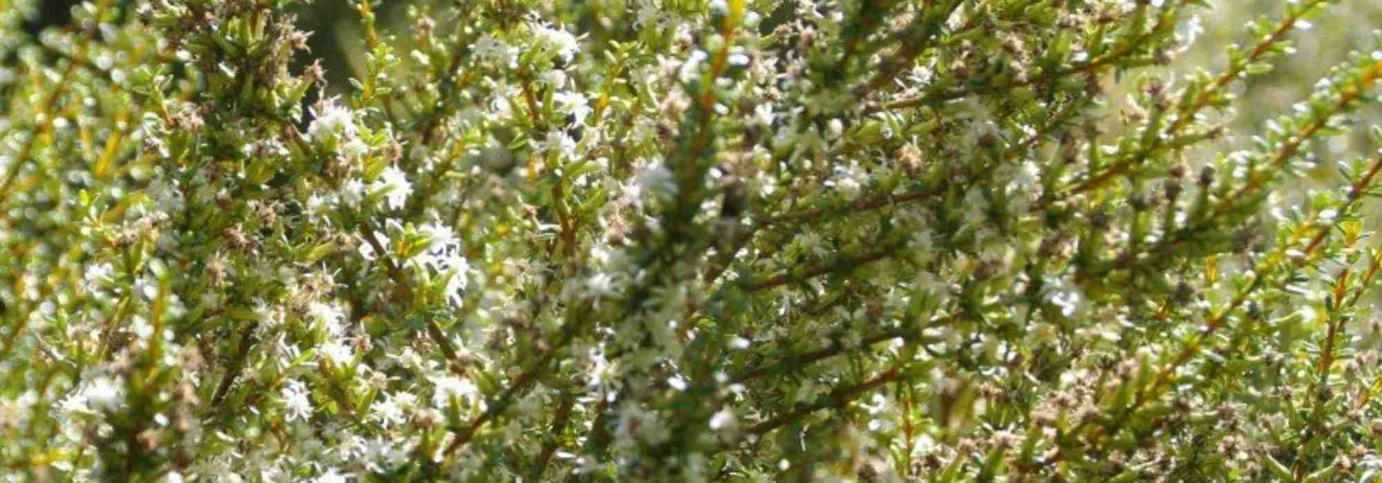 Olearia: plantación, cultivo