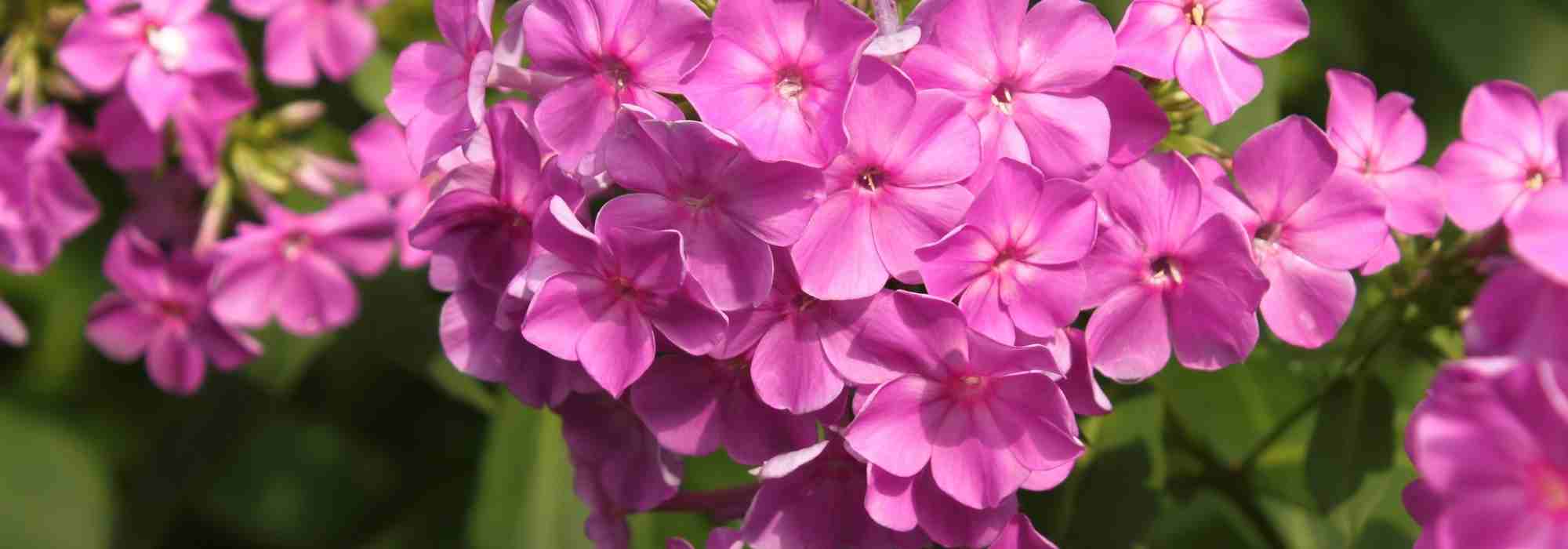Phlox: ¿cuál elegir?