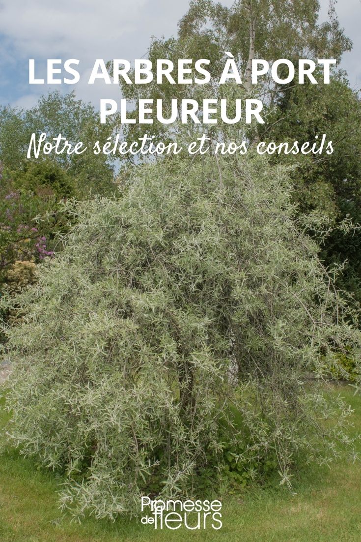 árboles de porte llorón