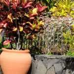 10 arbustos perennes en macetas