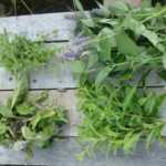 ¿Cómo hacer un mosaico de aromáticas?